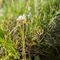 Saxifrage granulé (Saxifraga granulata B4 )