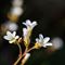 Saxifrage granulé (Saxifraga granulata B7)