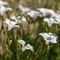 Lin à feuilles de Salsola ( Linum suffruticosum subsp. appressum B3 )