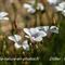 Lin à feuilles de Salsola ( Linum suffruticosum subsp. appressum B2 )