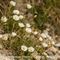 Minuartie à Feuilles de Capilaires ( Minuartia capillacea - B1)