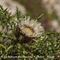 Carline Acaule (Carlina acaulis - MV - B1 )