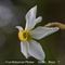 Narcisse des Poètes ( Narcissus poeticus - B3 )