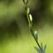 Phalangère à Fleur de Lis ( Anthericum liliago - B 2 )