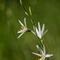 Phalangère à Fleur de Lis ( Anthericum liliago - B 3 )