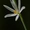 Phalangère à Fleur de Lis ( Anthericum liliago - B 4 )