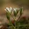 Ornithogale à Feuilles Etroites ( Ornithogalum tenuifolium - B 1 )