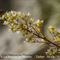 Saxifrage à Feuilles Epaisses (Saxifraga callosa - B2 )