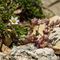 Orpin à Feuilles Epaisses (Sedum dasyphyllum - B1)