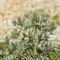 Panicaut Epine Blanche ( Eryngium spinalba - B2 )