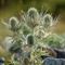 Panicaut Epine Blanche ( Eryngium spinalba - B3 )