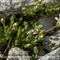 Sabline à Grandes Fleurs ( Arenaria grandiflora - B4 )