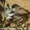 Ornithogale à Feuilles Etroites ( Ornithogalum tenuifolium - B 5 )