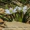 Ornithogale à Feuilles Etroites ( Ornithogalum tenuifolium - B 4 )