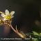 Saxifrage Sillonnée ( Saxifraga exarata - B 3 )