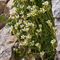 Saxifrage Sillonnée ( Saxifraga exarata - B 4 )