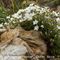 Sabline à Grandes Fleurs ( Arenaria grandiflora - B5 )