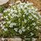 Sabline à Grandes Fleurs ( Arenaria grandiflora - B1 )