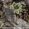 Paronyque à Feuilles de Serpolet ( Paronychia serpyllifolia - B1 )