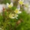 Saxifrage Sillonnée ( Saxifraga exarata - B 5 )