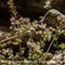 Orpin à Feuilles Epaisses (Sedum dasyphyllum - B2)