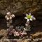 Orpin à Feuilles Epaisses (Sedum dasyphyllum - B3)