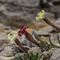 Silène saxifrage ( Silene saxifraga - B 6 )
