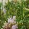 Astragale toujours vert (Astragalus sempervirens - MV - B2 )