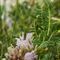 Astragale toujours vert (Astragalus sempervirens - MV - B2 )