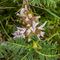 Astragale toujours vert (Astragalus sempervirens - MV - B4 )