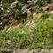 Astragale toujours vert (Astragalus sempervirens - MV - B3 )