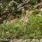 Astragale toujours vert (Astragalus sempervirens - MV - B3 )