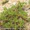 Astragale toujours vert (Astragalus sempervirens - MV - B1 )