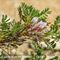 Astragale toujours vert (Astragalus sempervirens - MV - B5 )