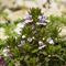 Euphraise des Alpes (Euphrasia alpina - MV - B2 )