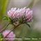 Trèfle de Thal ( Trifolium thalii - B4 )