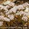 Orpin Blanc (Sedum album - B4 )