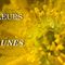 Ls fleurs jaunes du Mont Ventoux......