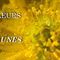 Ls fleurs jaunes du Mont Ventoux......