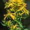 Millepertuis Perforé (Hypericum perforatum - J3)