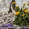 Doronic  à Grandes Fleurs ( Doronicum grandiflorum - MV - J 1 )