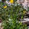 Renoncule à Carpelles Crochues ( Ranunculus adulus - J 1 )