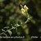 Muflier à larges feuilles ( Antirrhinum majus subsp. latifolium J2 )