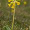 Primevère Officinale ( Primula veris - J 3 )