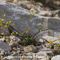 Lunetière à tiges courtes ( Biscutella brevicaulis - MV - J 3 )