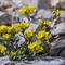  Alysse à Feuilles en Coin ( Alyssum flexicaule - MV - J4 )