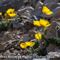 Pavot du Groenland (Papaver Aurantiacum - J 2 )