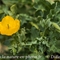 Pavot Cornu (Glaucium flavum - J4 )