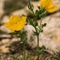 Pavot Cornu (Glaucium flavum - J2 )
