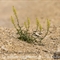 Réséda Jaune ( Reseda lutea - J1)